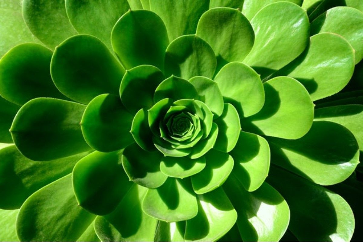 緑の夢は何を暗示している?