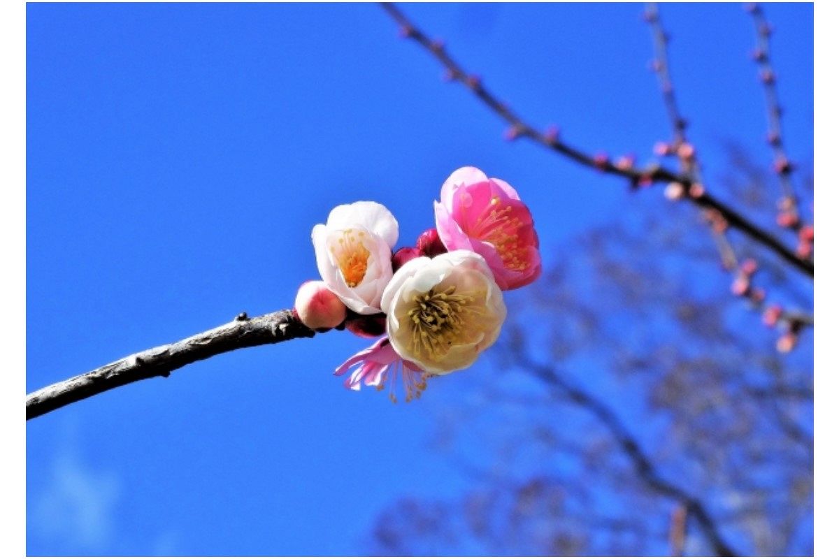 梅の夢は何を暗示している?