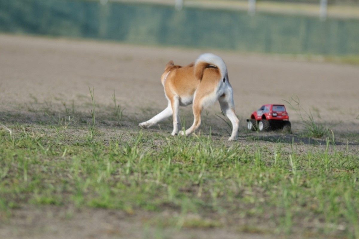 ラジコンの夢が示す心理と意味を徹底解説