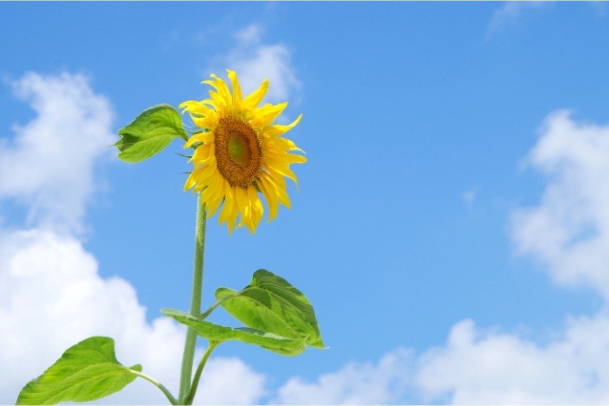 暑い夢は何を暗示している?