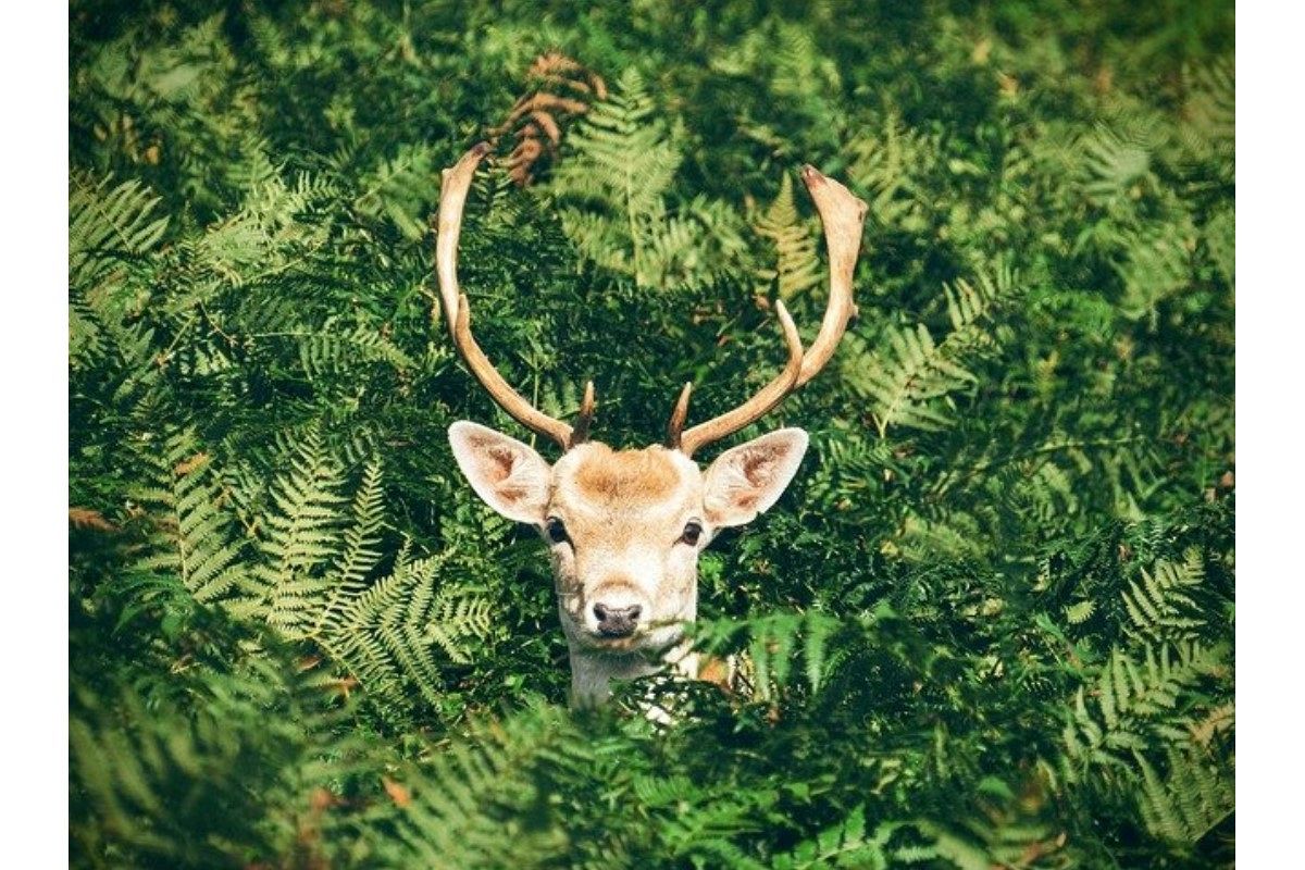 ツノの夢は何を暗示している?