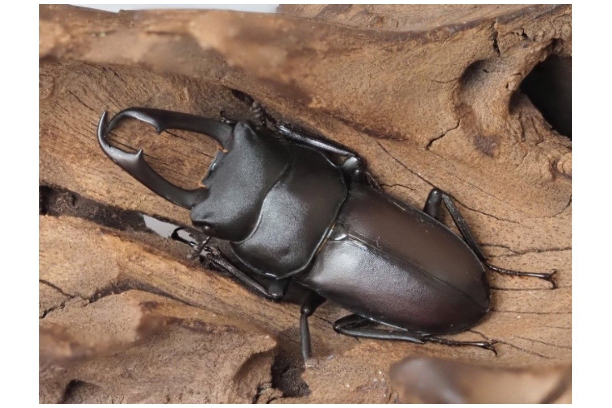 クワガタの夢は何を暗示している?