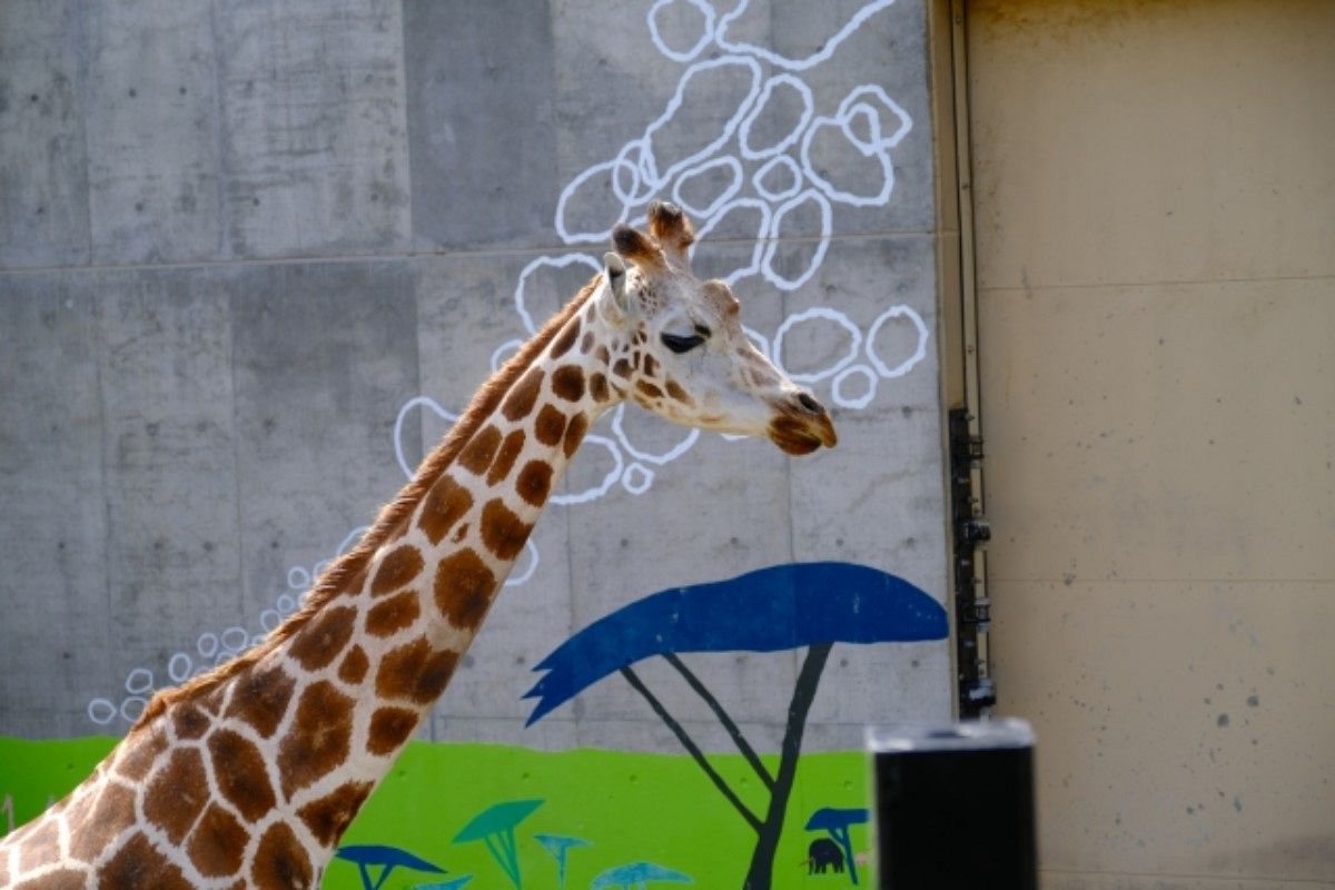 動物園の夢は何を暗示している?