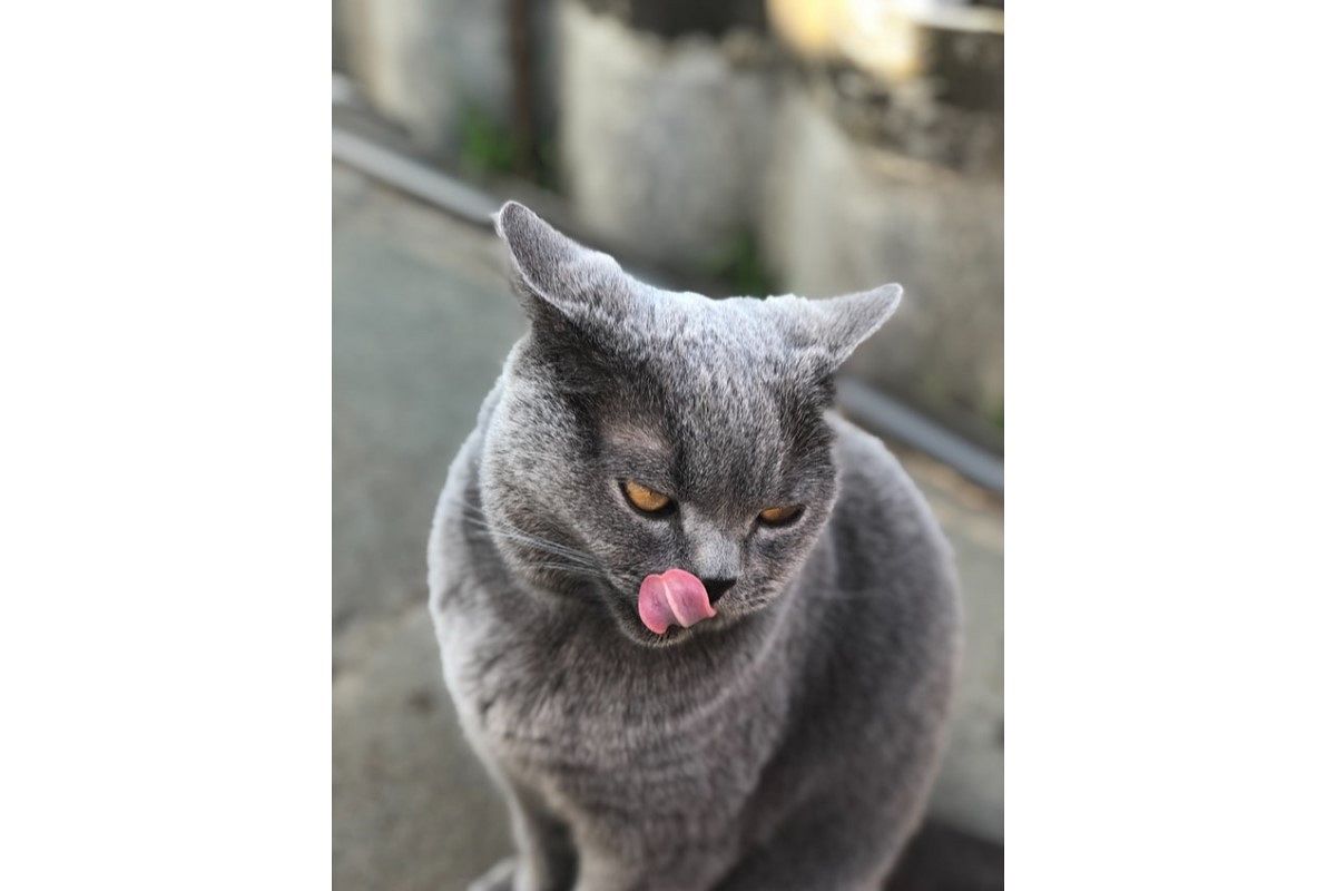 舌の夢は何を暗示している?