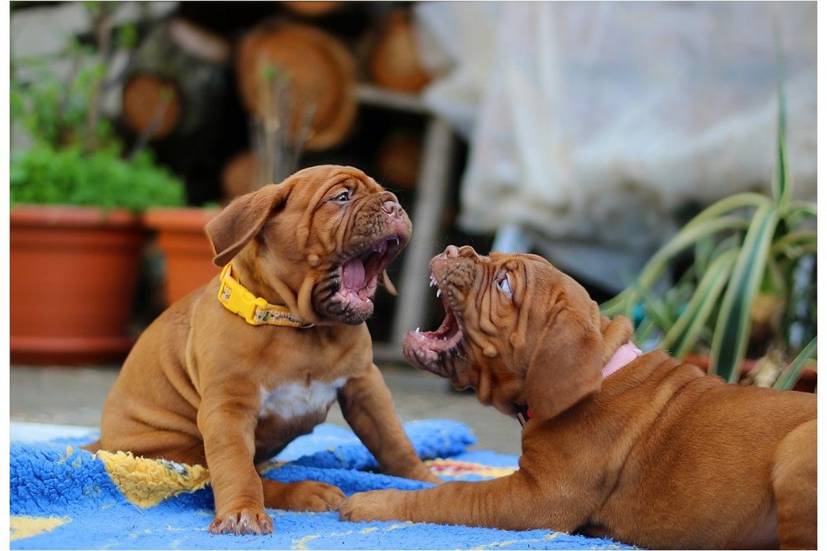 衝突の夢は何を暗示している?