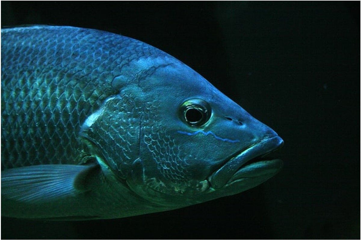 ウロコの夢は何を暗示している?