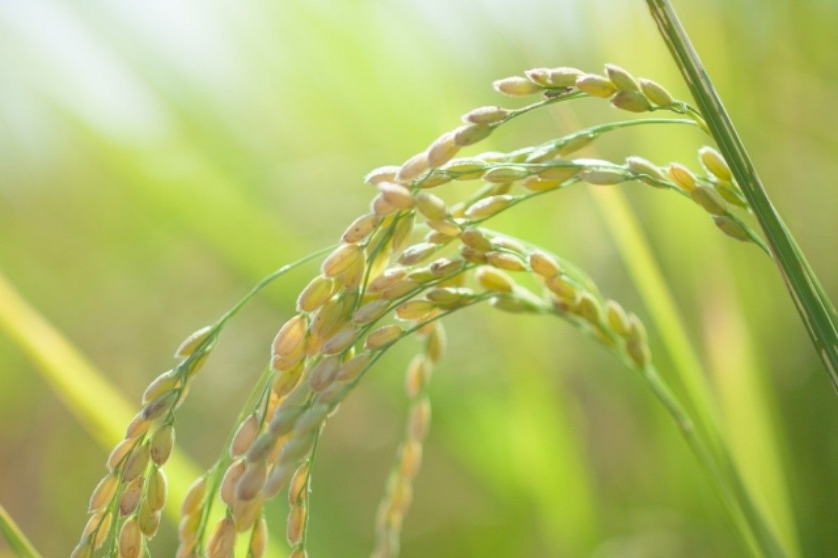 稲穂の夢は何を暗示している? | 夢占術完全解説