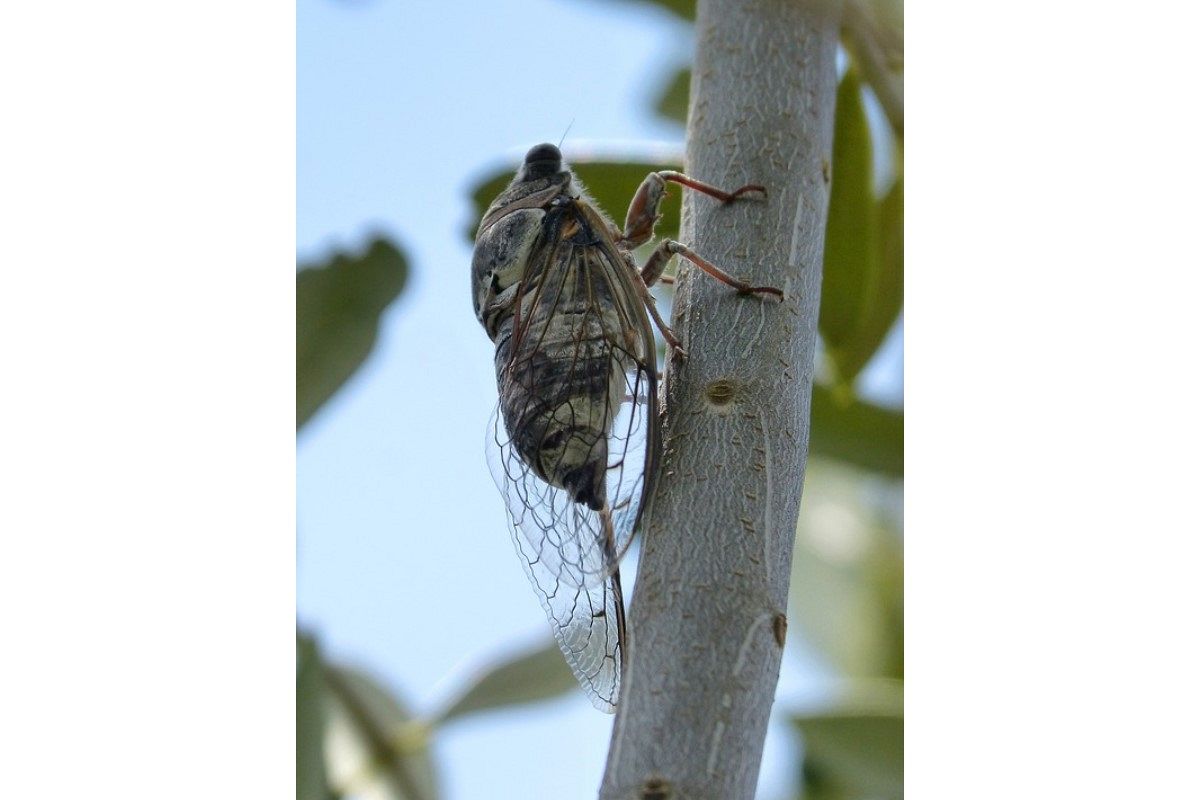 蝉(セミ)の夢は何を暗示している?