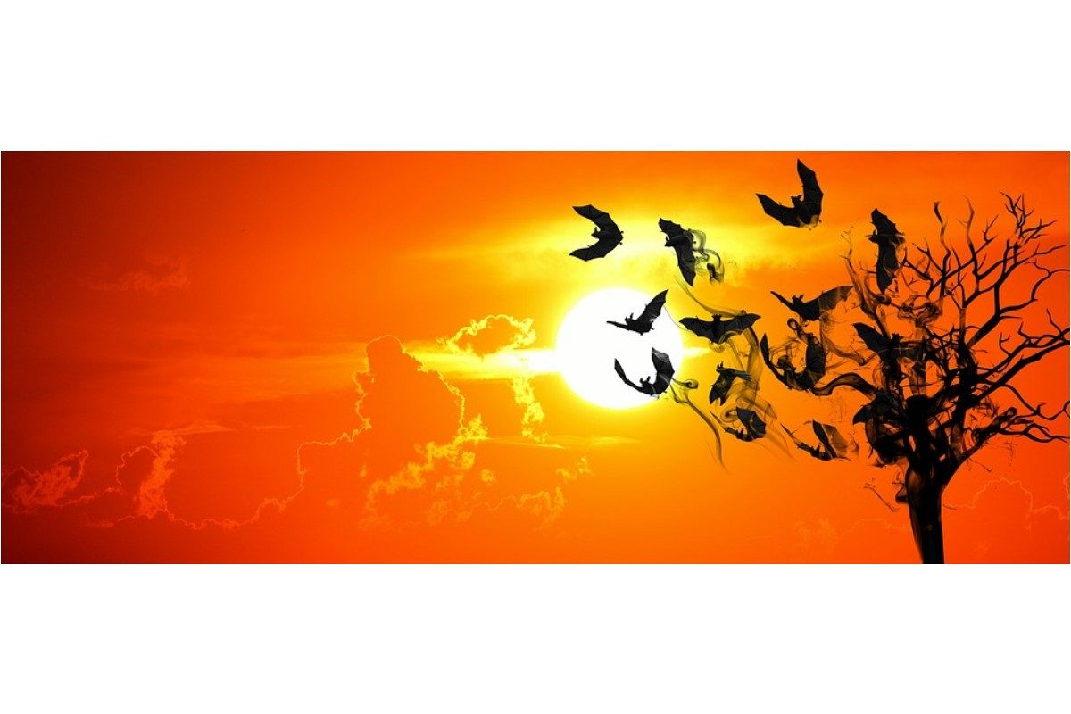 コウモリの夢は何を暗示している?