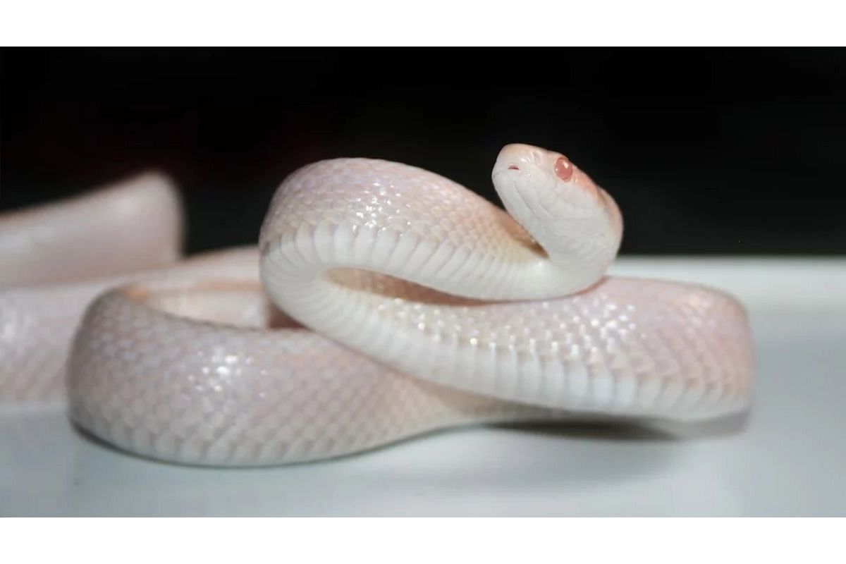 白蛇の夢は何を意味している?