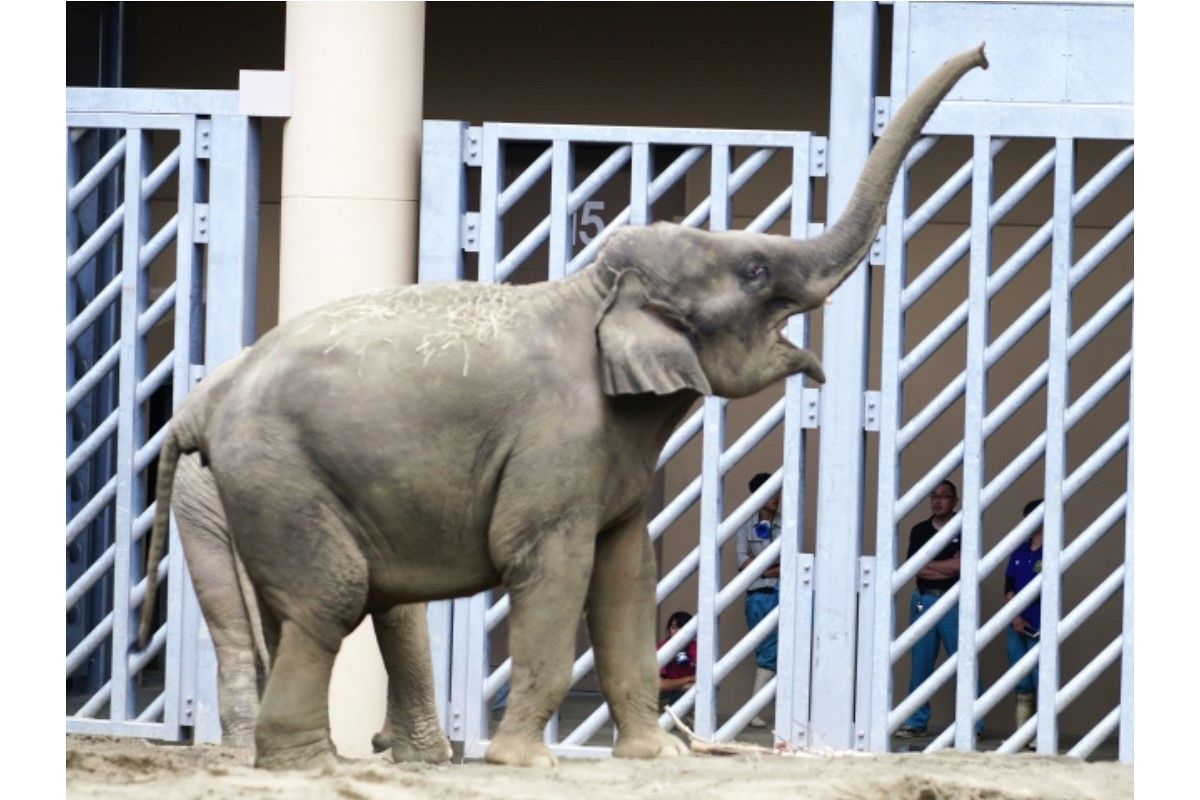 鼻が伸びる夢は何を暗示している?