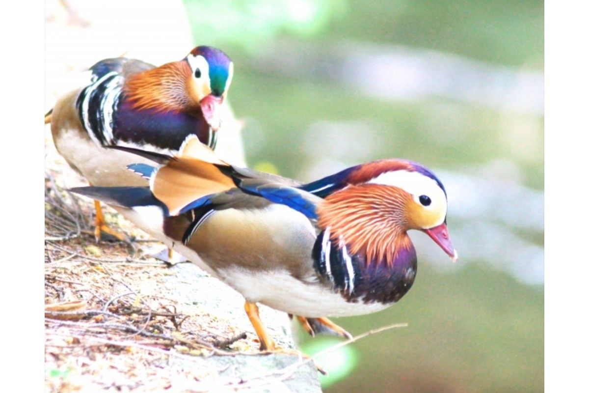 ケバい夢は何を暗示している?