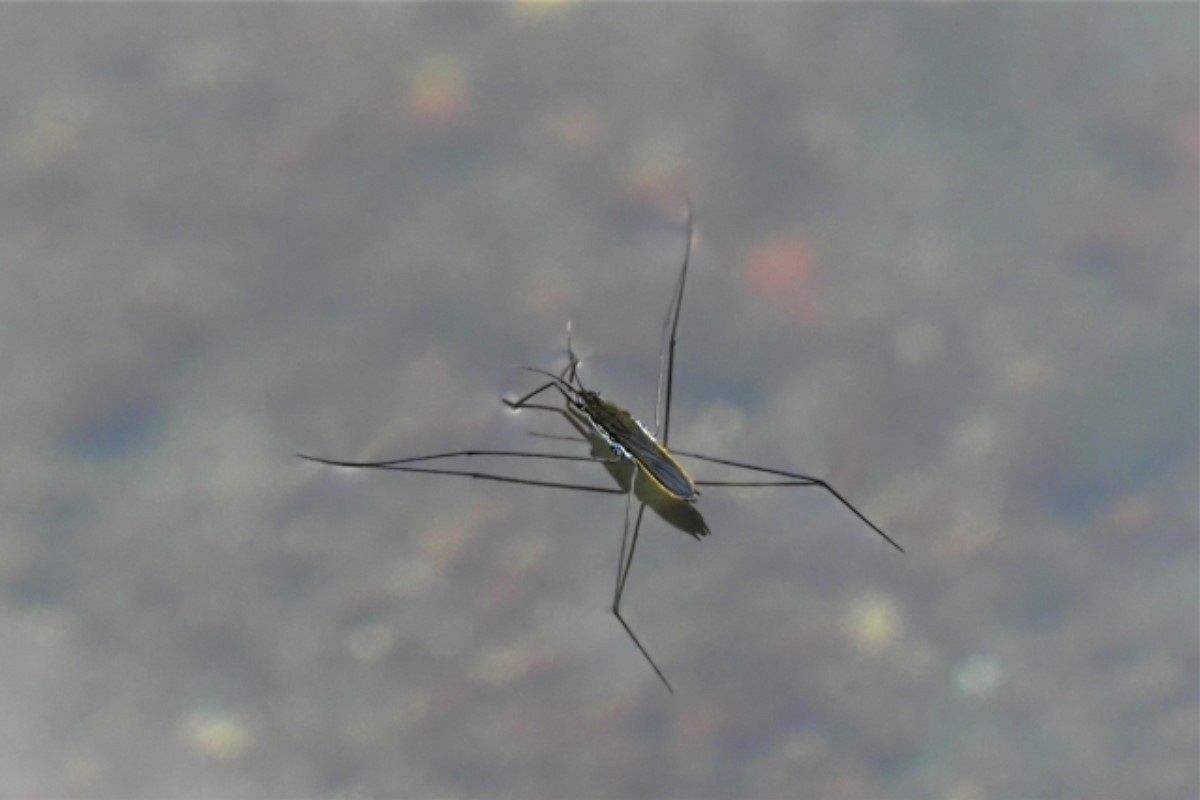 アメンボの夢は何を暗示している? | シンボルの意味