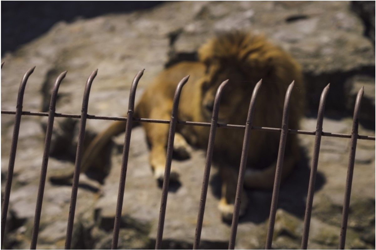 鉄格子の夢は何を暗示している?