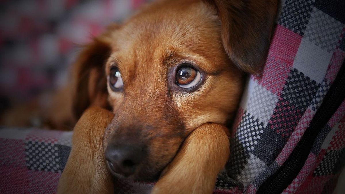 愛犬の夢は何を意味している?