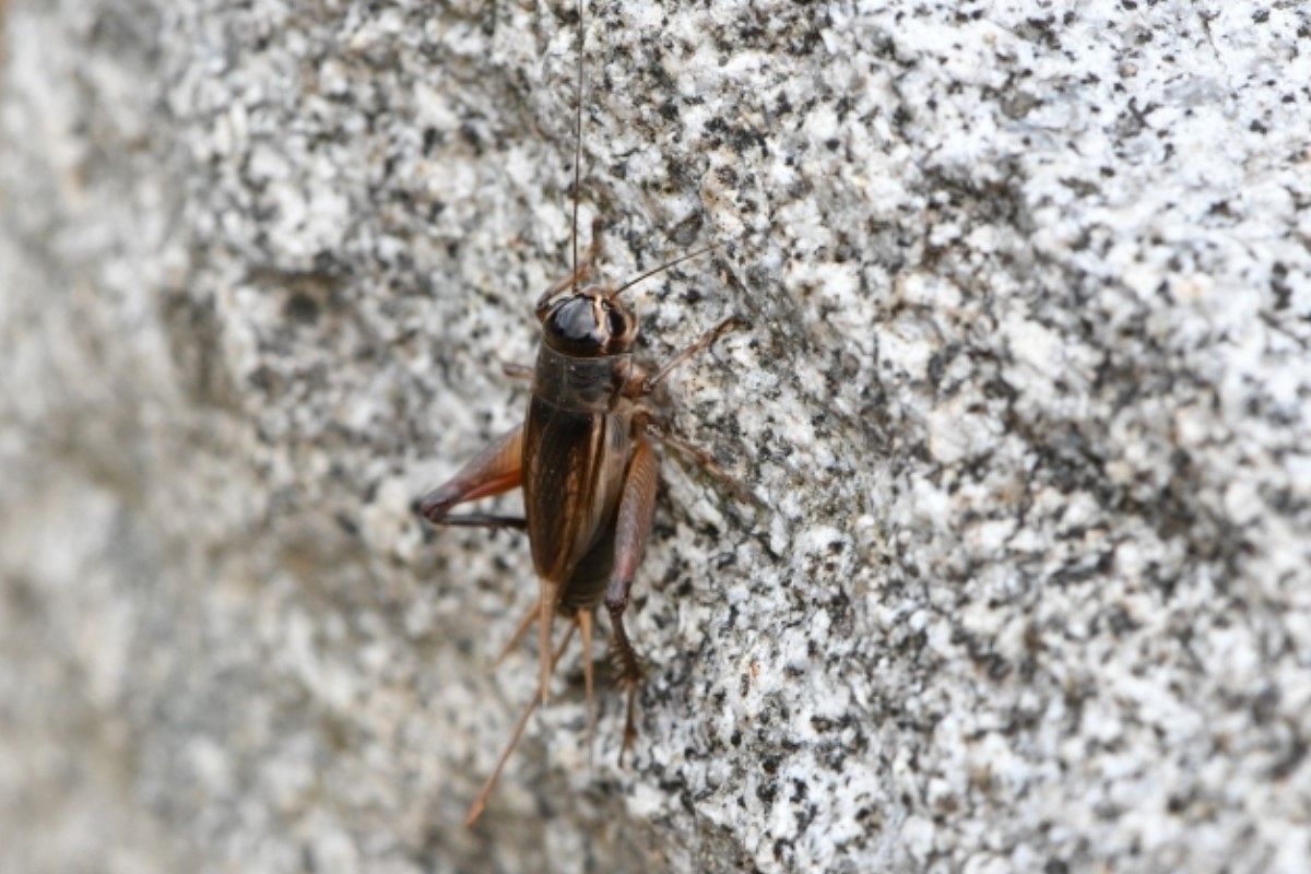 コオロギの夢は何を暗示している?