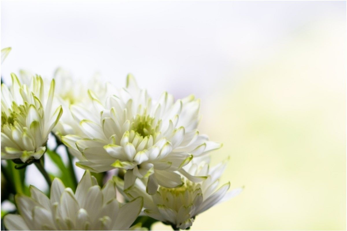 告別式の夢は何を暗示している?