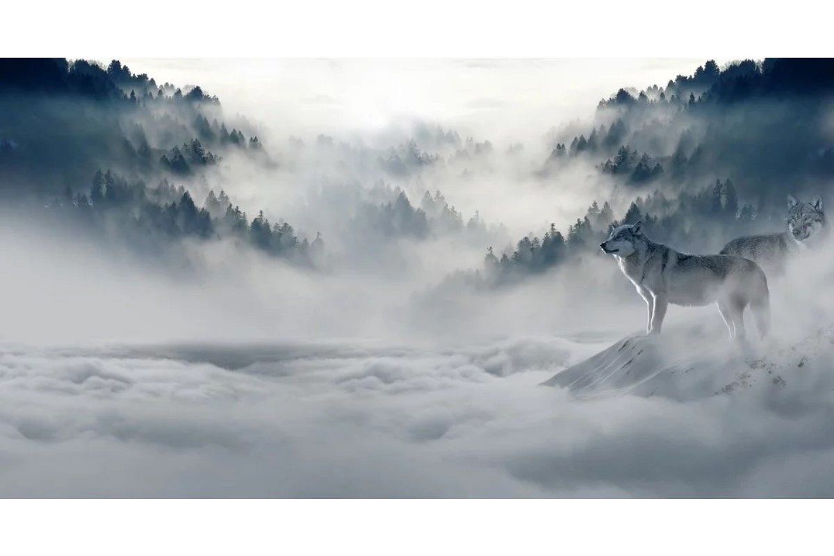 狼の夢は何を暗示している?