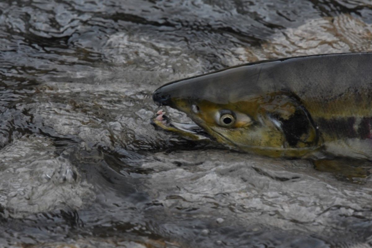 鮭の夢は何を意味している?