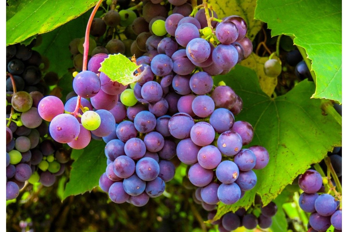 ぶどうの夢は何を暗示している?