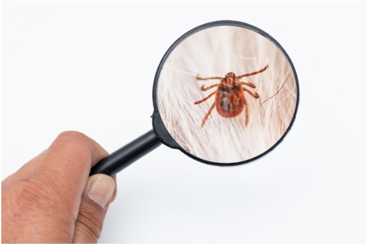 シラミの夢は何を暗示している? | 意味と解釈