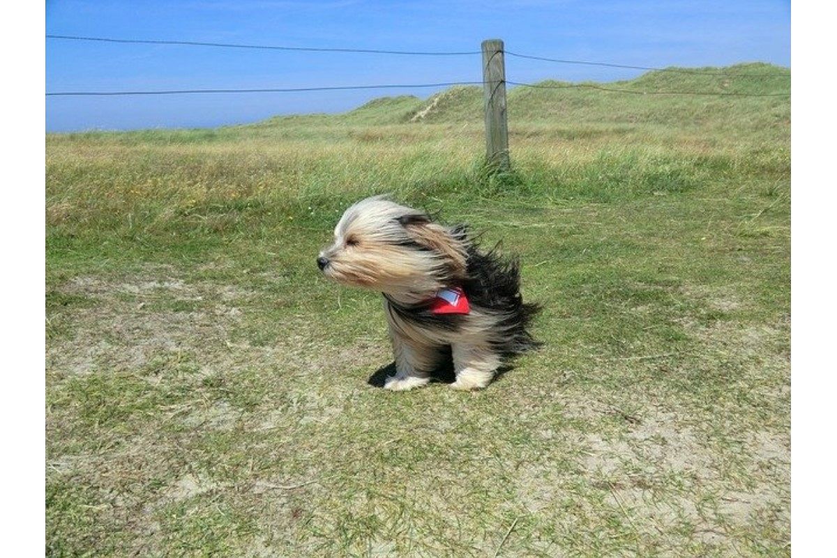 強風の夢は何を暗示している?