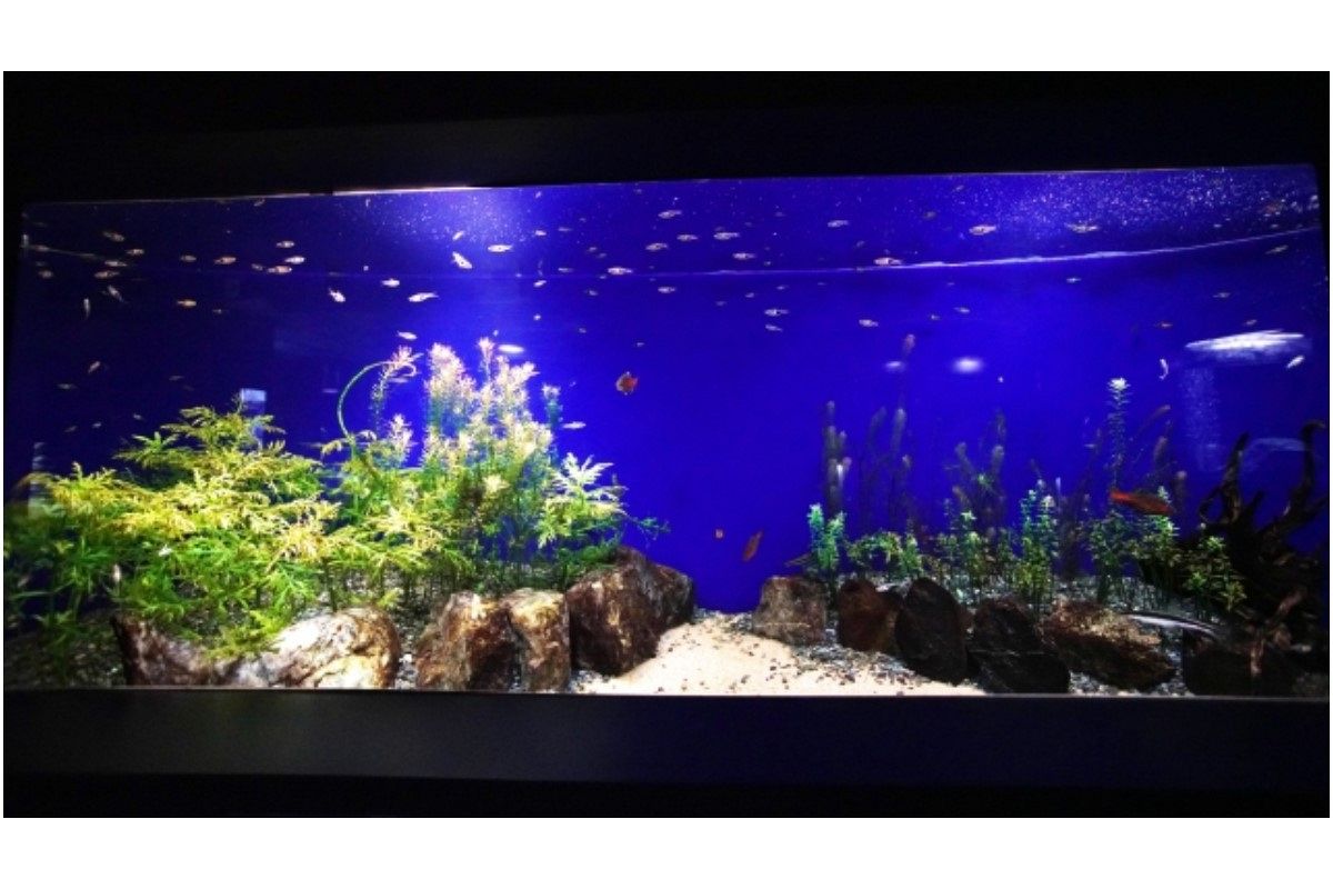 水槽の夢は何を暗示している?