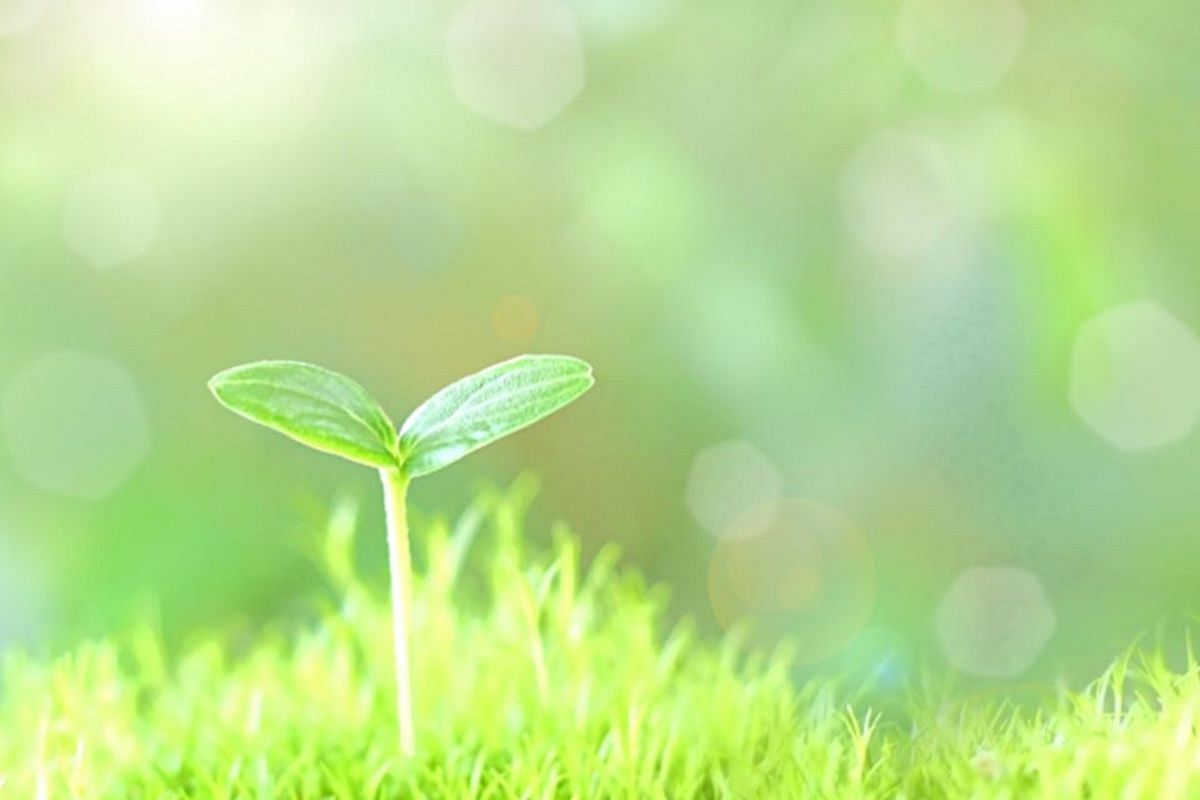 植物の夢は何を暗示している?