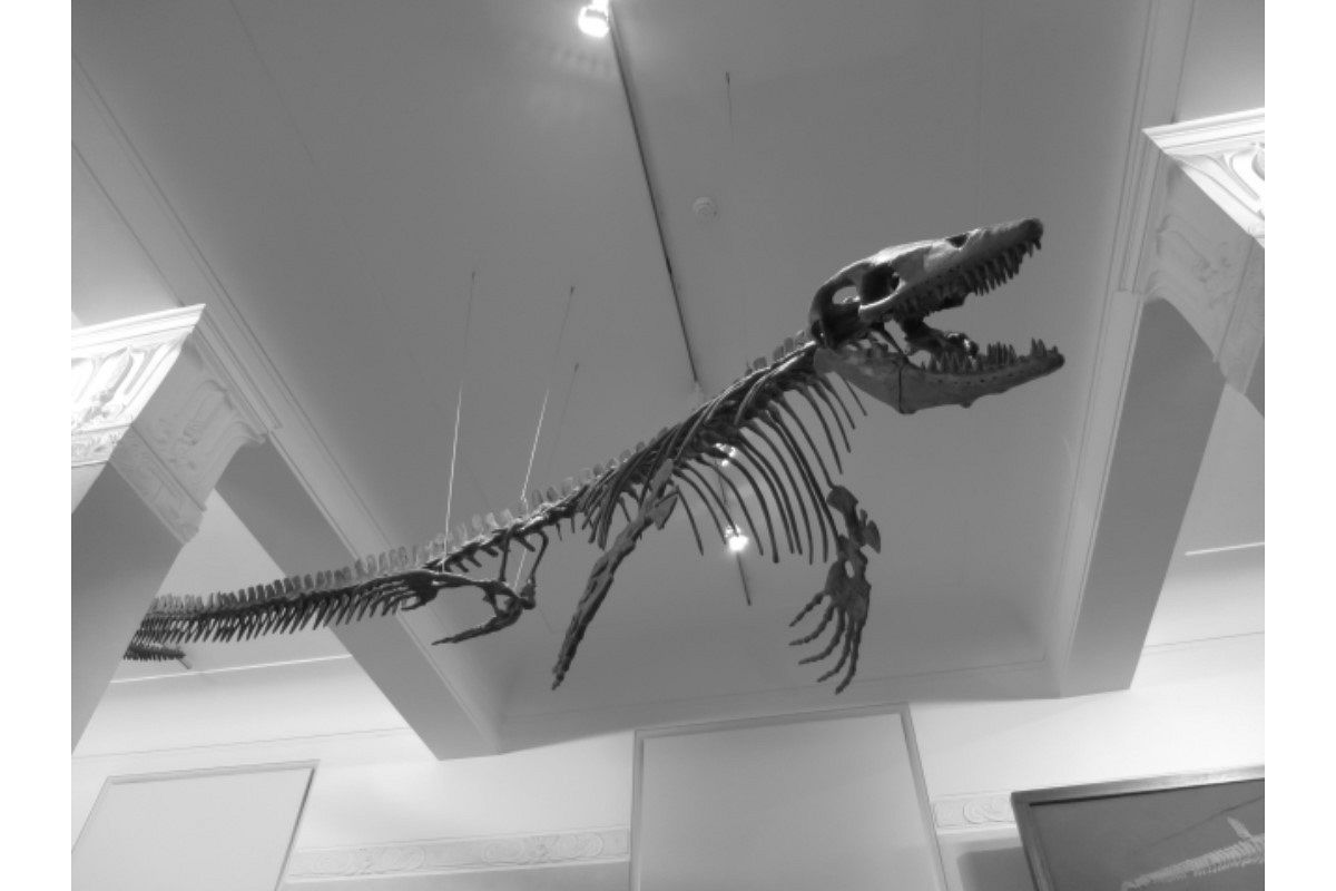 骨の夢は何を暗示している?