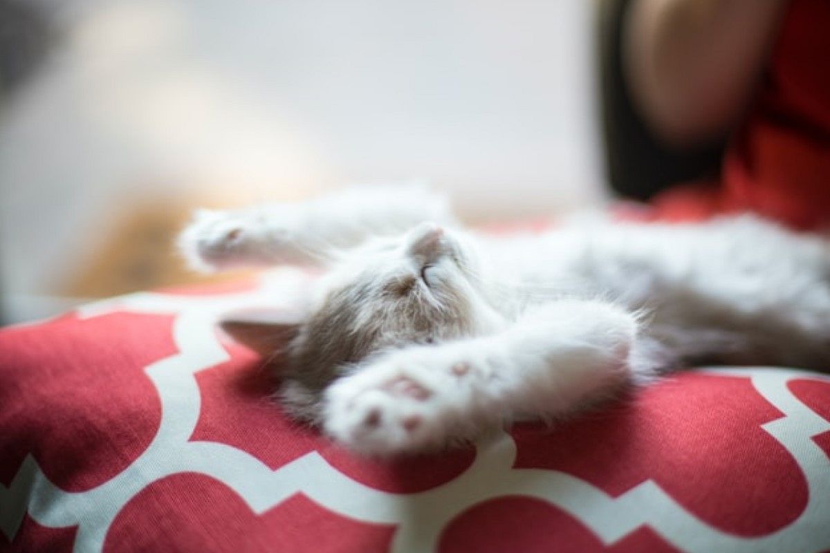 寝たふりの夢は何を暗示している?