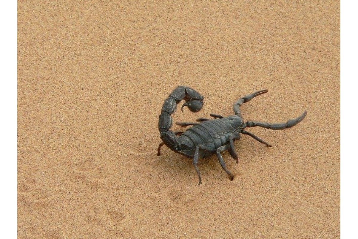 サソリの夢は何を暗示している?