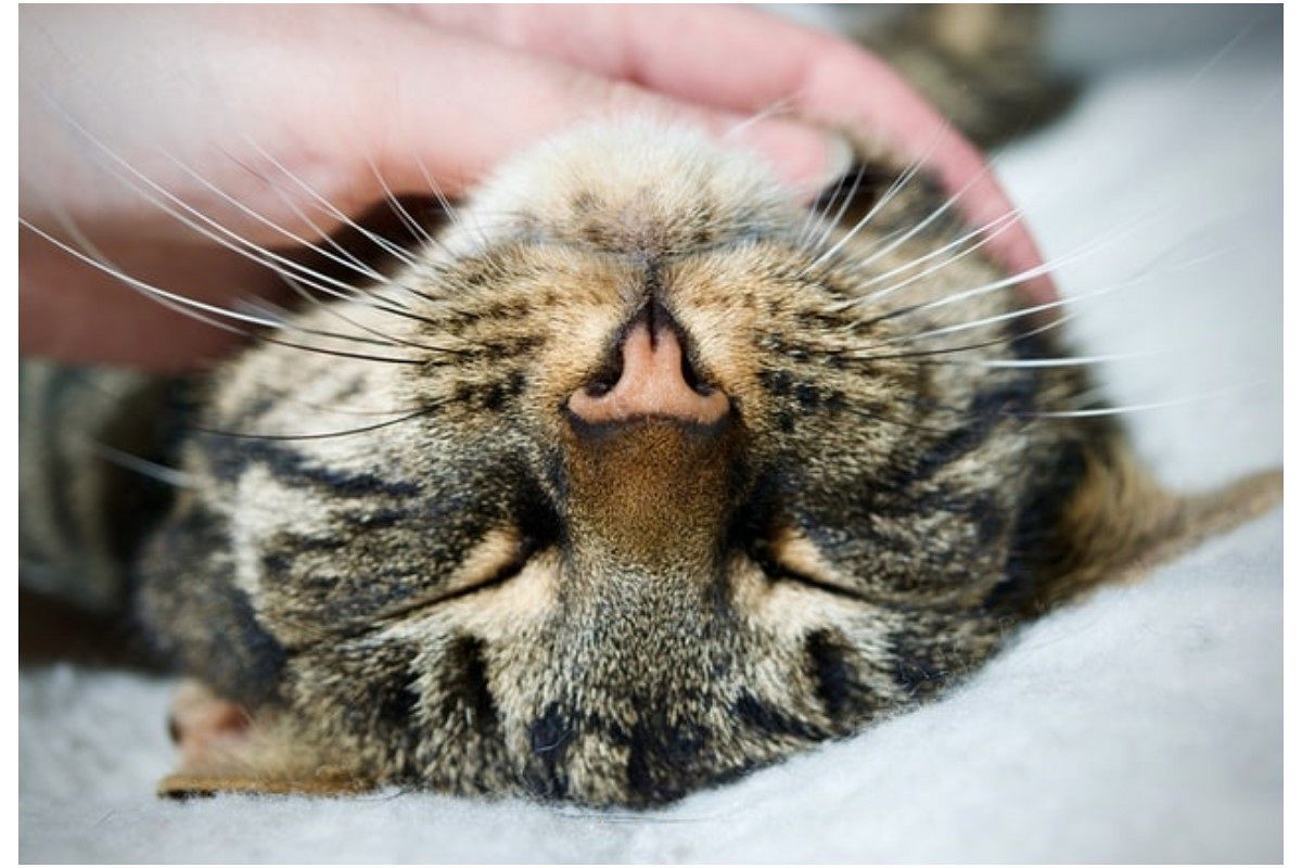 なでる夢は何を暗示している? | シンボルの意味