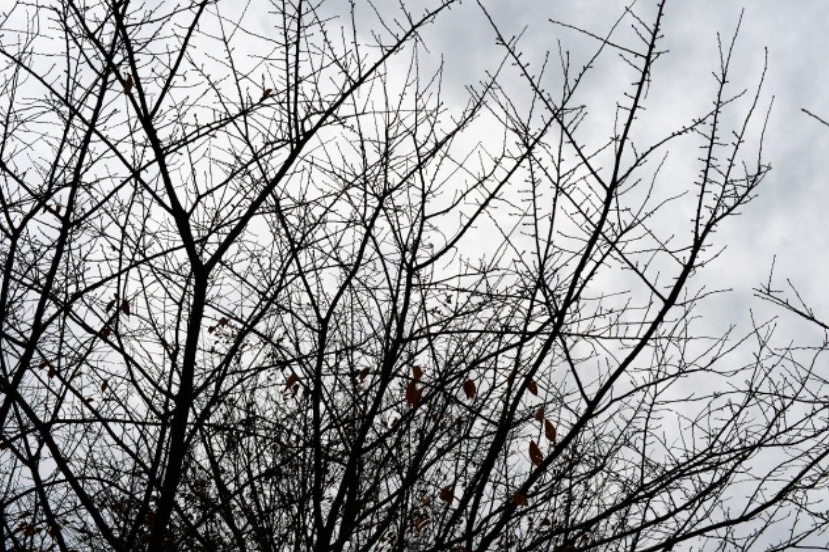 枝の夢は何を暗示している?