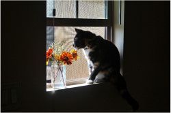 片思い占い│あなたの片思い総合診断◆あの人はあなたの恋心に気づいてる?