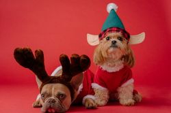 姓名判断│クリスマスだし妄想してみよう◆良妻?悪妻?あなたは結婚したらどんな妻になる?