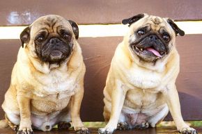 占いコラム│【牡羊座の恋診断】友達じゃなくて恋人になって!“本気の恋”ができる出会いはいつ?