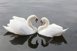 タロット占い│シングルもカップルも知りたい!!相性タロット占い◆あの人との『心の相性』