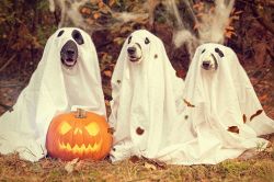 夢占い・夢診断│ハロウィンの夢は何を意味している? | 夢占術完全解説