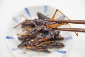 夢占い・夢診断│ゲテモノの夢は何を暗示している? | シンボルの意味