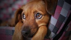 夢占い・夢診断│愛犬の夢は何を意味している?