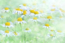 片思い占い│【片想いの現状】このまま想い続けて、恋叶う可能性はどのくらい?