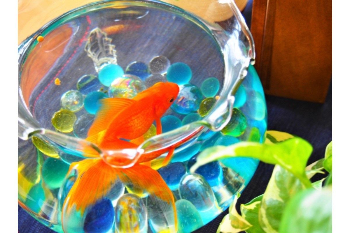 金魚鉢の夢は何を暗示している？