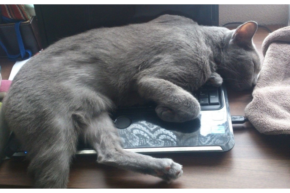 邪魔される夢は何を意味している？