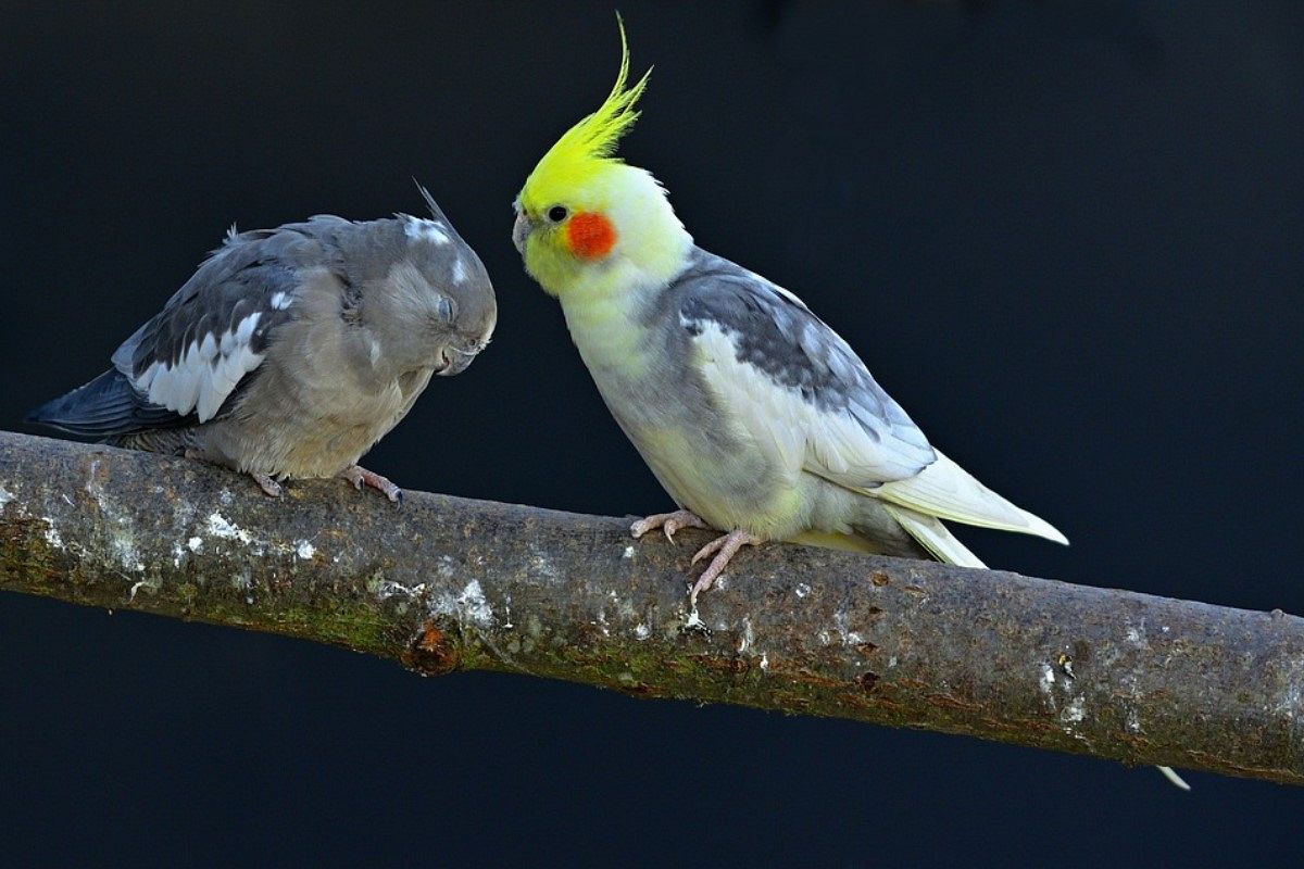インコの夢は何を暗示している？