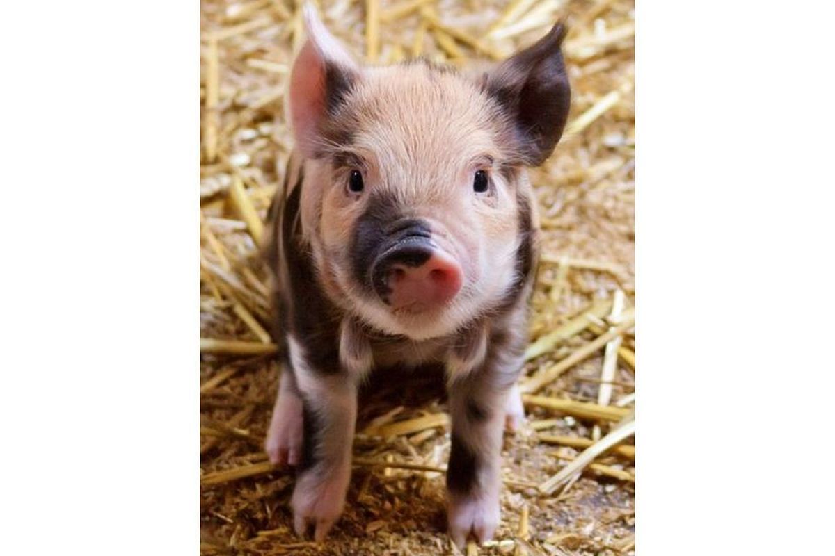 豚の夢は何を暗示している？