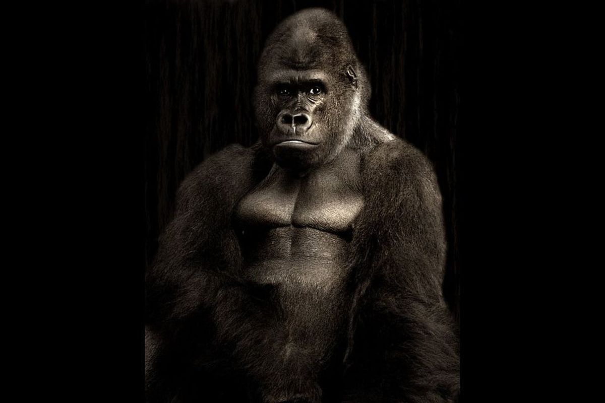 ゴリラの夢は何を暗示している？