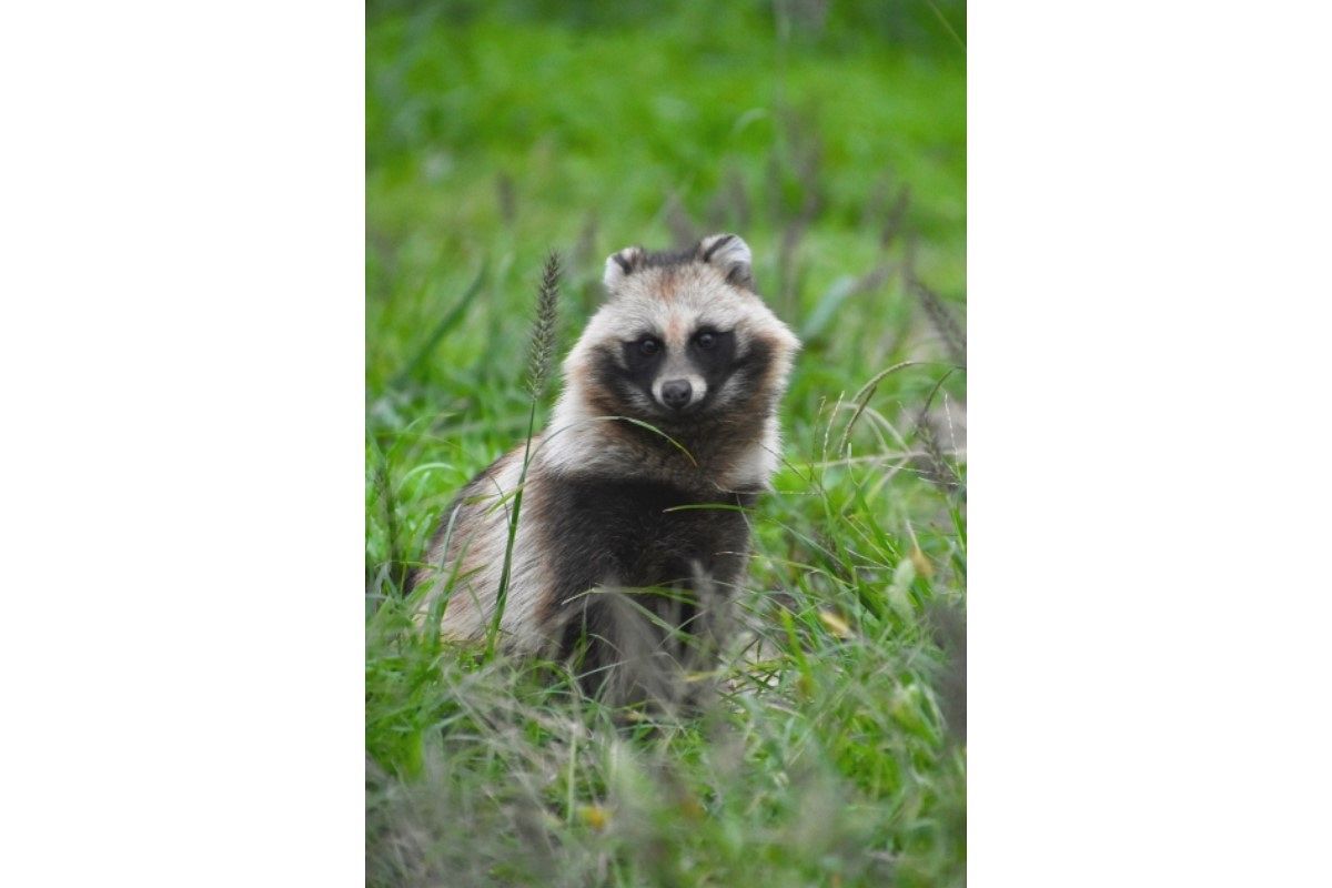 たぬきの夢は何を暗示している？