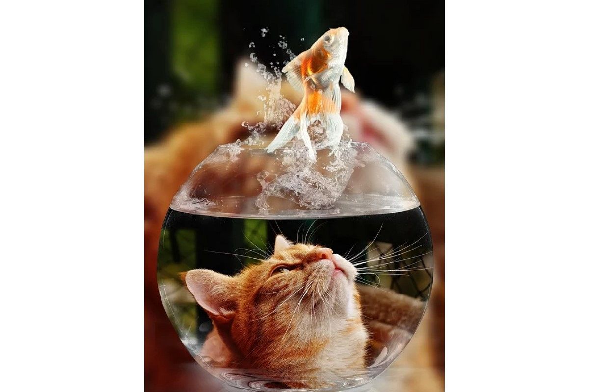 （自分が）食べられる夢は何を暗示している？