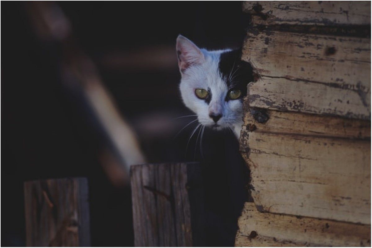スパイの夢は何を暗示している？