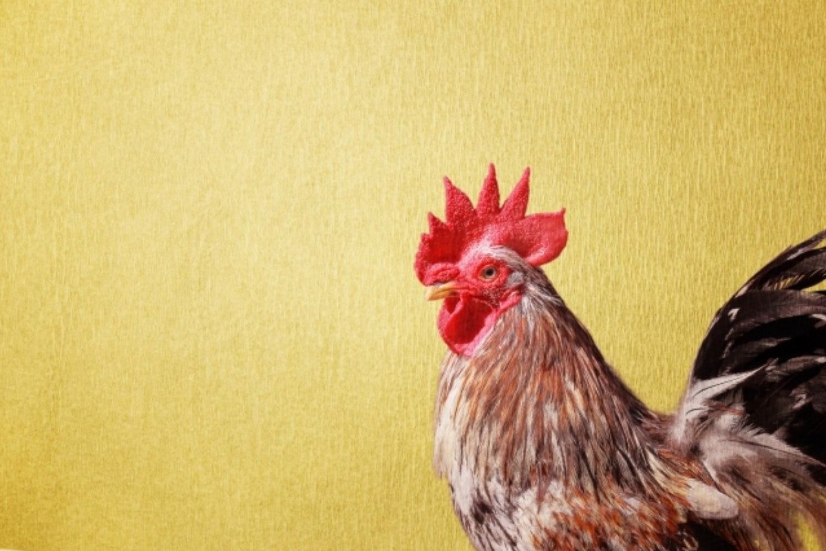 ニワトリの夢は何を暗示している？